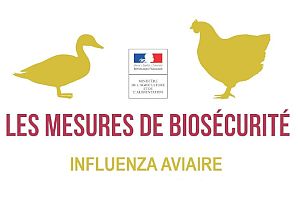 Influenza aviaire : la situation en Deux-Sèvres